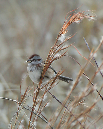 Sparrow with seed