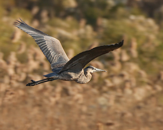Blue Heron in Flight