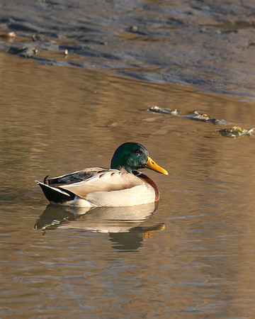 Mr Mallard