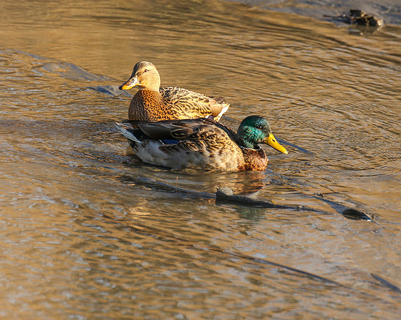 Mr and Mrs Mallard