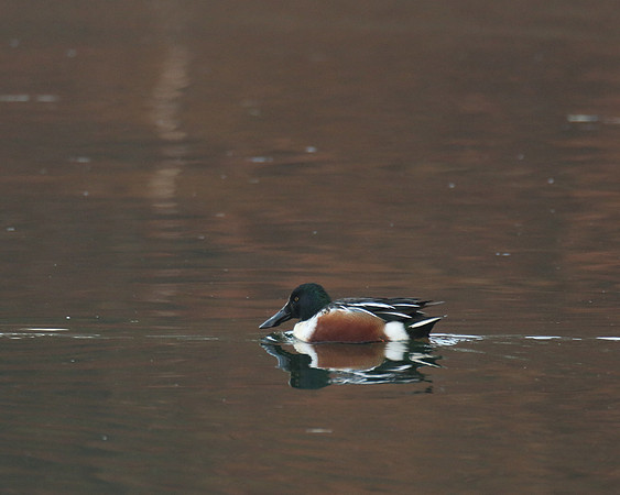 Northern Shoveler