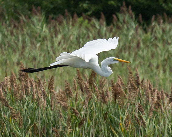 Egret and Phragmites