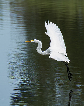 Egret - APEC