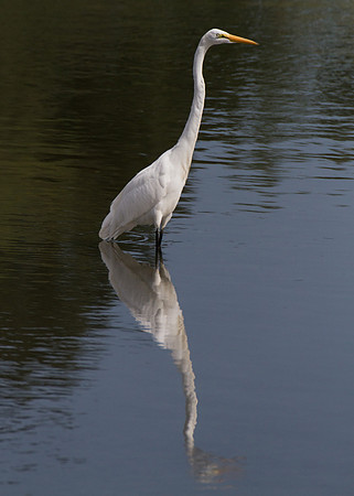 Reflecting Egret (Limited Edition)