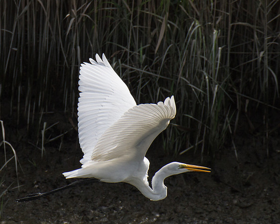 Egret - APEC - Dark