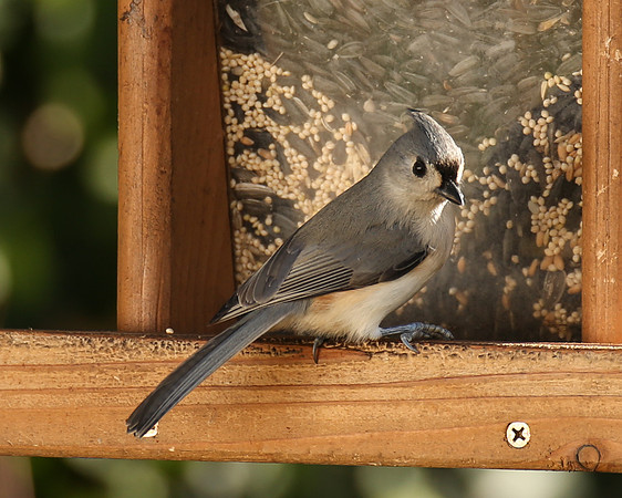 Hopper Tufted Titmouse 2