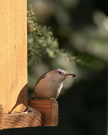 Backyard Nuthatch