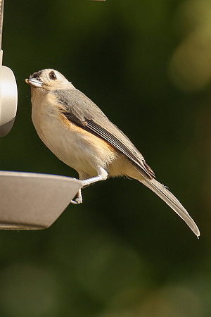Tufted Titmouse