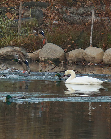Oakland Lake Swan