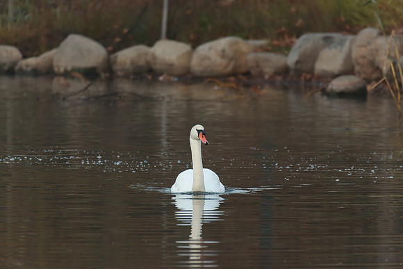 Oakland Lake Swan 2