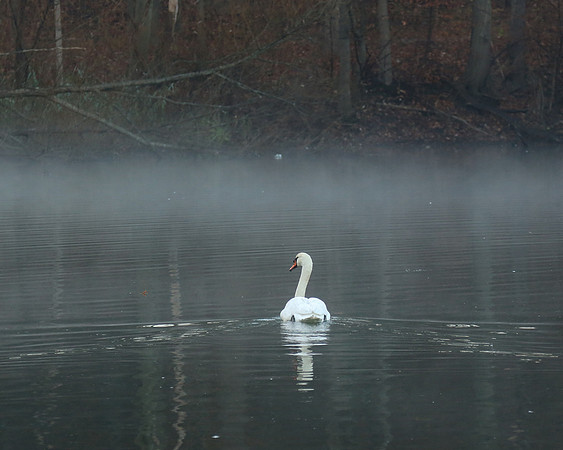 Oakland Lake Swan, Thanksgving Morning