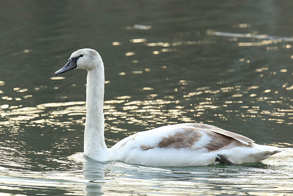 Immature Swan, Oakland Lake