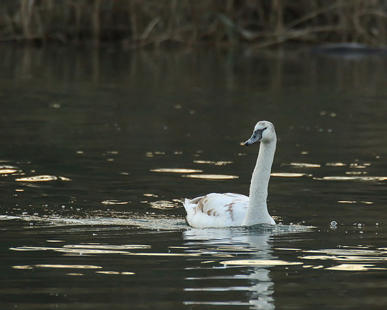 Juvenile Swan - Oakland Lake