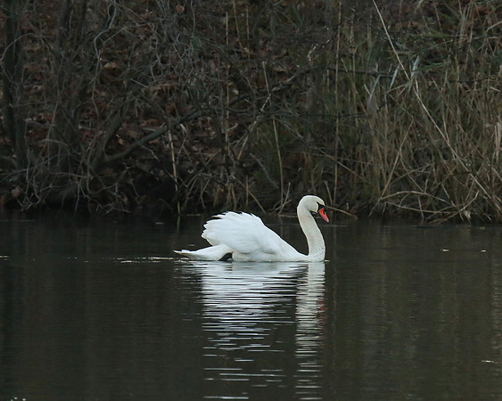 Displaying Swan, Oakland Lake