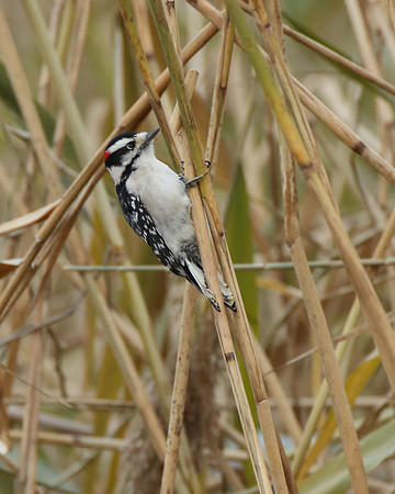 Downey Woodpecker Male - Oakland Lake