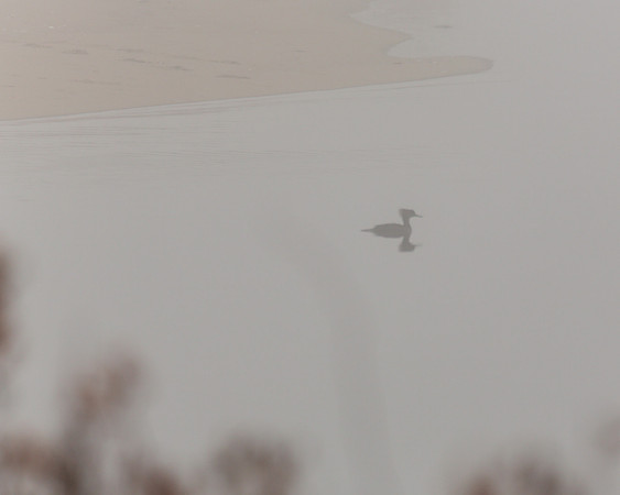Merganzer in the Fog