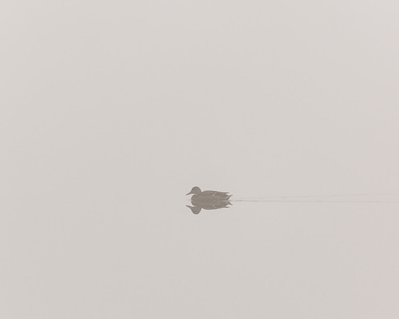 Duck in the fog