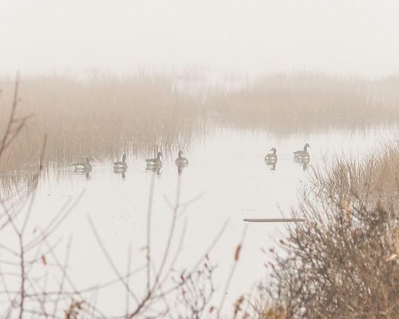 Geese, Jamaica Bay, Fog
