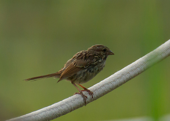 Rope Sparrow