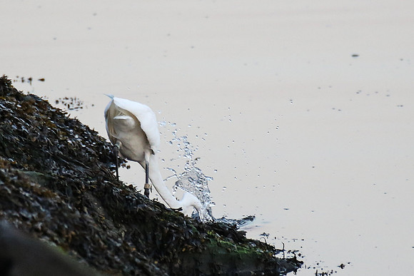 Egret Strike