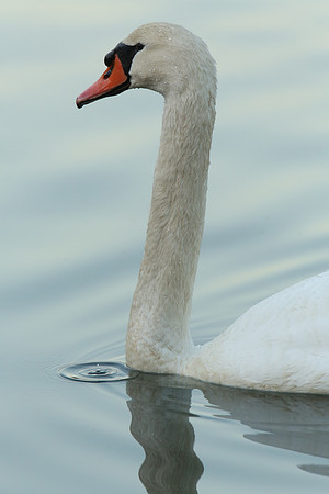 Swan Closeup