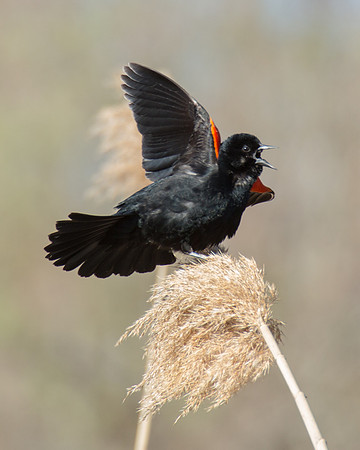 Displaying Readwing Blackbird - APEC