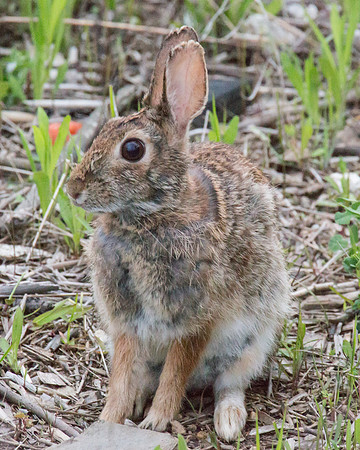 Long Eared Hoppy Bird