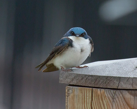 Tree Swallow - What are YOU looking at?