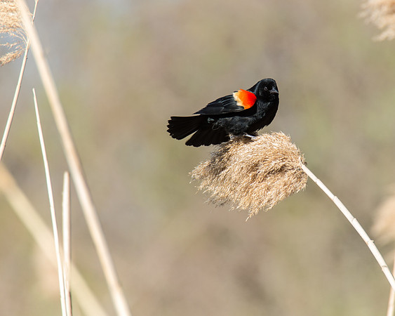 Redwing Blackbird - APEC