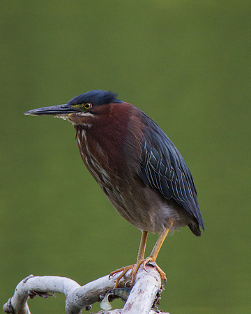 Green Heron-1