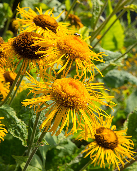 Flowers, Jardain de Plants, Paris