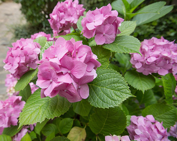Flowers, Hotel Des Ecole, Paris France