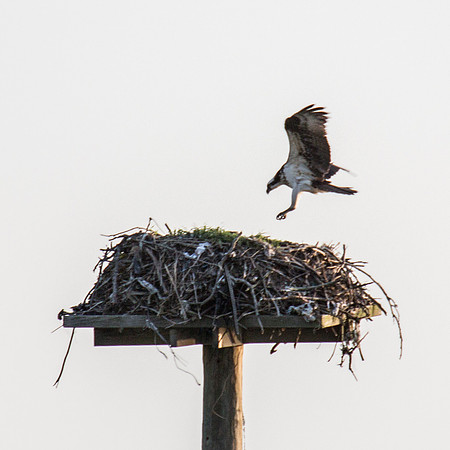Osprey, Douglaston