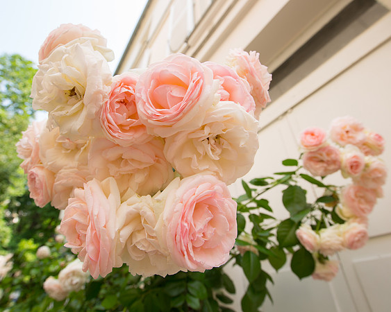 Roses, Hotel Des Ecole, Paris France